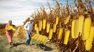 Grandma's Large CORN FIELD | Corn Harvesting | Keeping for Winter