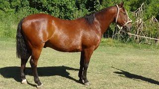 CABALLO COLORADO PARA TRABAJO o PASEO - $2.700.000 - LOSEQUINOS.COM