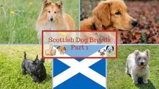 Scottish Dog Breeds Part 1