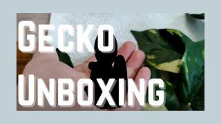 GECKO UNBOXING FROM SUPREME GECKO!