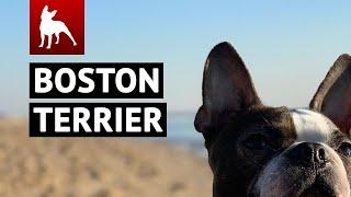 Boston Terrier World Videos Compilation Vol. 1  (Funny Dog & Cute Puppies You MUST SEE)