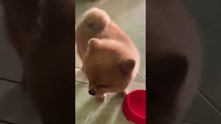 Cute and adorable dog || Katie Is Eating in a Unique Way #shorts