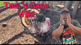 Trouble in Paradise: Intense Turkey Fight This Morning