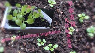 Growing cold-resistant vegetables