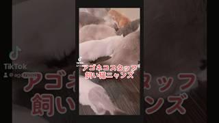 2023年7月24日　アゴネコスタッフ　飼い猫にゃんズ！