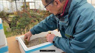 How to make hardwood cuttings for bonsai