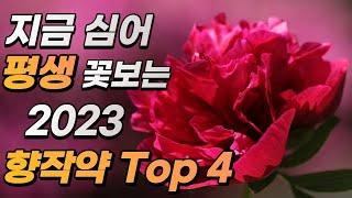 2023 향작약 Top 4, 제대로 키워 평생 꽃보는 법