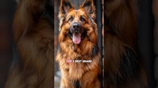 Top 3 Best Guard Dogs for a First-Time Dog Owner #shorts #dogs #doglover #pets