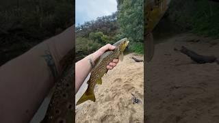 BROWN TROUT   STEGLITZ Moorabool River #browntrout #troutfishing #fishingaustralia