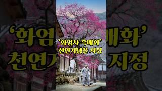 화엄사 홍매화 ‘천연기념물 지정’  화엄사 홍매화는 검붉은 빛깔이 아름다워서 흑매화(黑梅花)라는 별칭 #흑매화, #화엄사 홍매화,#구례 화엄사 화엄매