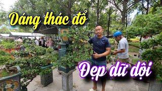 SH.7739. Nhiều cây Sam trái dáng thác đổ đẹp mà giá cũng hợp lý tại đây.