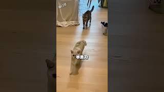 사람만한 고양이를 보고 깜짝 놀란 고양이들