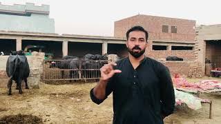 Waqar Bhinder Jutt life #pind da mahool
