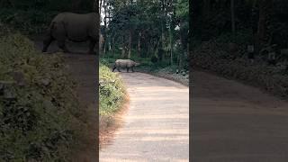 #animals #wildlife #nepali #travel #elephant #chitwan #nationalpark #safety #life #tourism #place