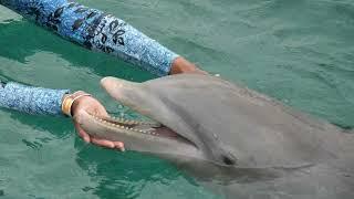 Dolphin Discovery Royal Swim VIP w Dolphins at Chankanaab Park in Cozumel, Mexico