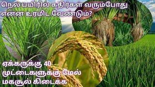 நெல் பயிரில் கதிர்கள் வரும் சமயம் என்ன உரம் இட வேண்டும்?எவ்வளவு இட வேண்டும்?என்ன மருந்து அடிக்கலாம்?