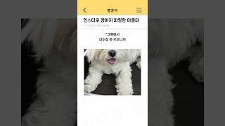 인스타로 강아지 파양한 아줌마