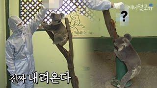 나무에서 절대 안 내려오는 코알라를 내려오게 하는 방법? | KBS 애니멀 스펀지 050409 방송