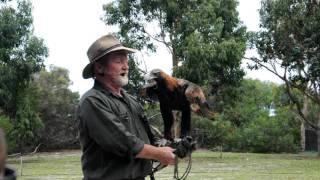 Wedgetail Eagle - Kangaroo Island