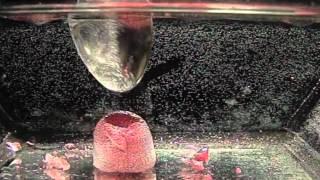 Hydrophobic Sand Underwater