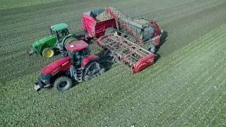 Bernia Family Farms, Inc Sugar Beet Harvest 2016