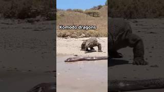 Is this REALLY Komodo Dragon vs Electric Eel?