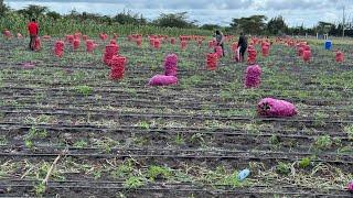 Harvesting 50 plus tonnes of onions  in Kenya| onion farming