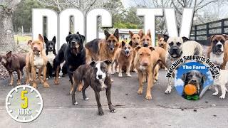 Entertaining Doggy Daycare TV - Dog Video for Dogs To Watch -  Relaxing Music & Real Sounds