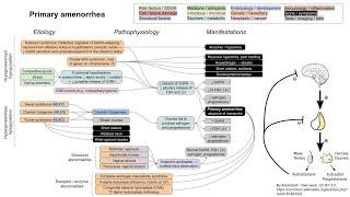 Primary amenorrhea (mechanism of disease)