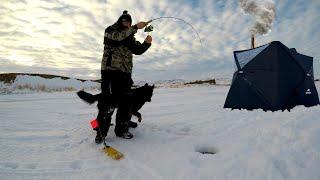 Bent Up On Walleye's! Wood Stove Hot Tent Ice Fishing!