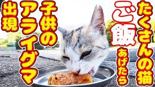 たくさんの猫たちにご飯をあげたら・・・ 子供のアライグマたちが出現 地域猫ボランティアさん急逝後火事エリア さくらねこへの給餌 癒され猫動画 感動猫動画