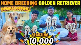 Limited OfferQUALITY GOLDEN RETRIEVER IN CHENNAI⁉️|puppy for sale|#pets#goldenretriever#dog#yt#farm