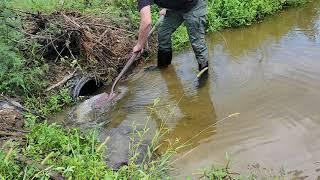 12 days of covid big lake closed drain from beavers  #beavers #cloggeddrain #beaverdamaage