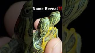 Two headed Turtle Name Reveal!