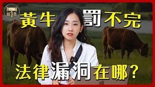 黃牛黨的真相大公開！為什麼罰不完？法律漏洞大揭秘！| #法律百寶箱【筑鈞What The 法】