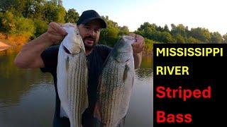 Mississippi River Striped Bass