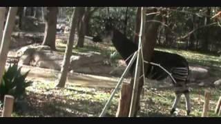 Zoo Adventures: Okapi