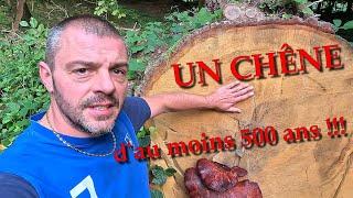 [EN MODE BUCHERON] retour au bois avec un chêne de 500ans !! 🪓🪚🪵