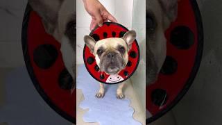 Sassy French Bulldog Takes A Bath  HELP