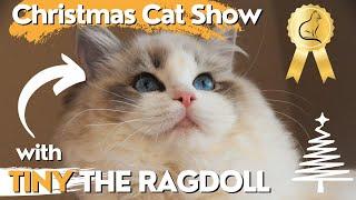 Fluffy Ragdoll Kitten 'Tiny' goes to Christmas Cat Show