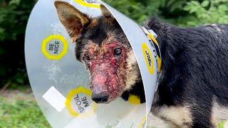 Watch How Dog With A Burnt Body Completely Transform | Pets Town