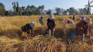 ច្រូតរួចកន្លែងទីពីចូលដល់ស្រូវថ្មីមួយទៀត