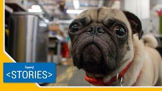 Benefits of Bringing Your Dog To Work | Zappos Stories