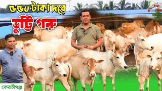 ভুট্টি গরু বিক্রি হবে! cow farm in Bangladesh