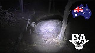 HUGE BOAR FOR HALLOWEEN - 2 trophy tusky boars and 1 huge boar in one night