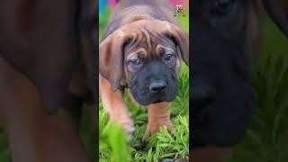 Most Aggressive boerboel dog transformation  #shorts #jaishreeram (2m)+