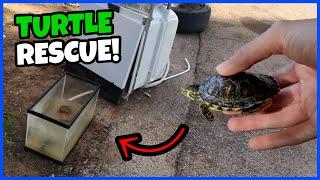 Rescuing ABANDONED TURTLE From TRASH!