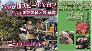 バラがすごいスピードで育つ「裏テクニック」紹介します！＆投票結果発表も！