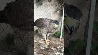 #Hawk #Eagle #Owl #Wildlife #Animal #EagleHawkOwl hawk vs snake, Owl vs snake fight, Eagle Vs Snake,