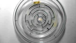 Slime mould solves maze: original video